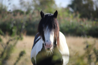 Gypsy Vanner