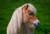 Miniature Horse