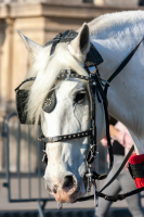 Percheron