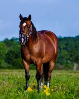 Quarter Horse