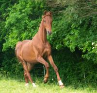 Saddlebred