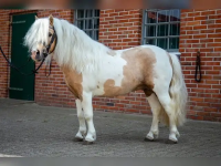 Shetland Pony