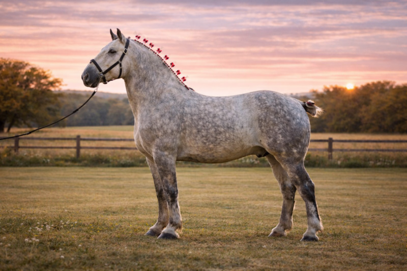 Percheron