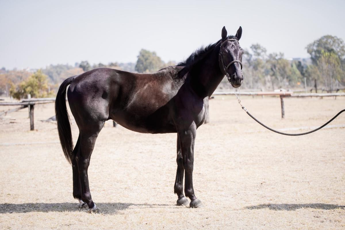 Magic — Thoroughbred
