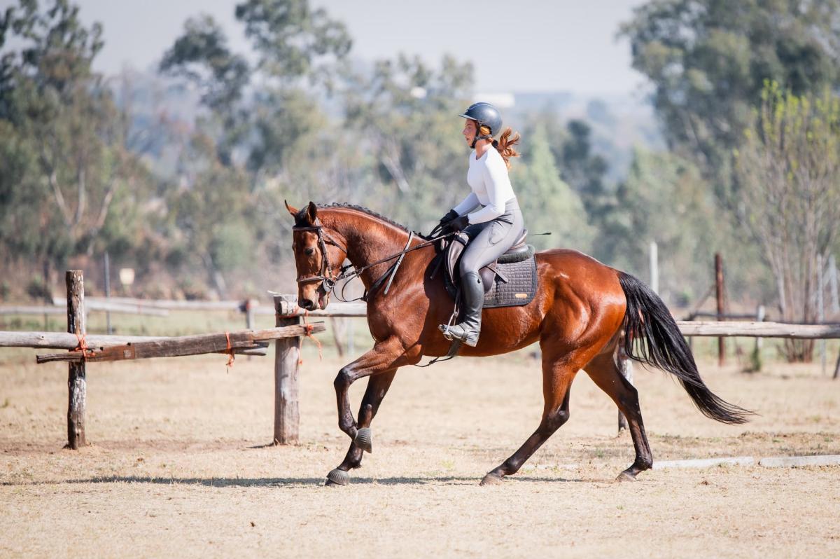 Tiger — Thoroughbred