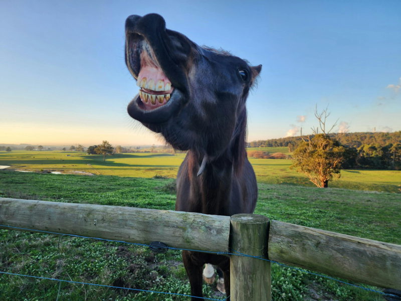 DENTAL CARE FOR MY HORSE
