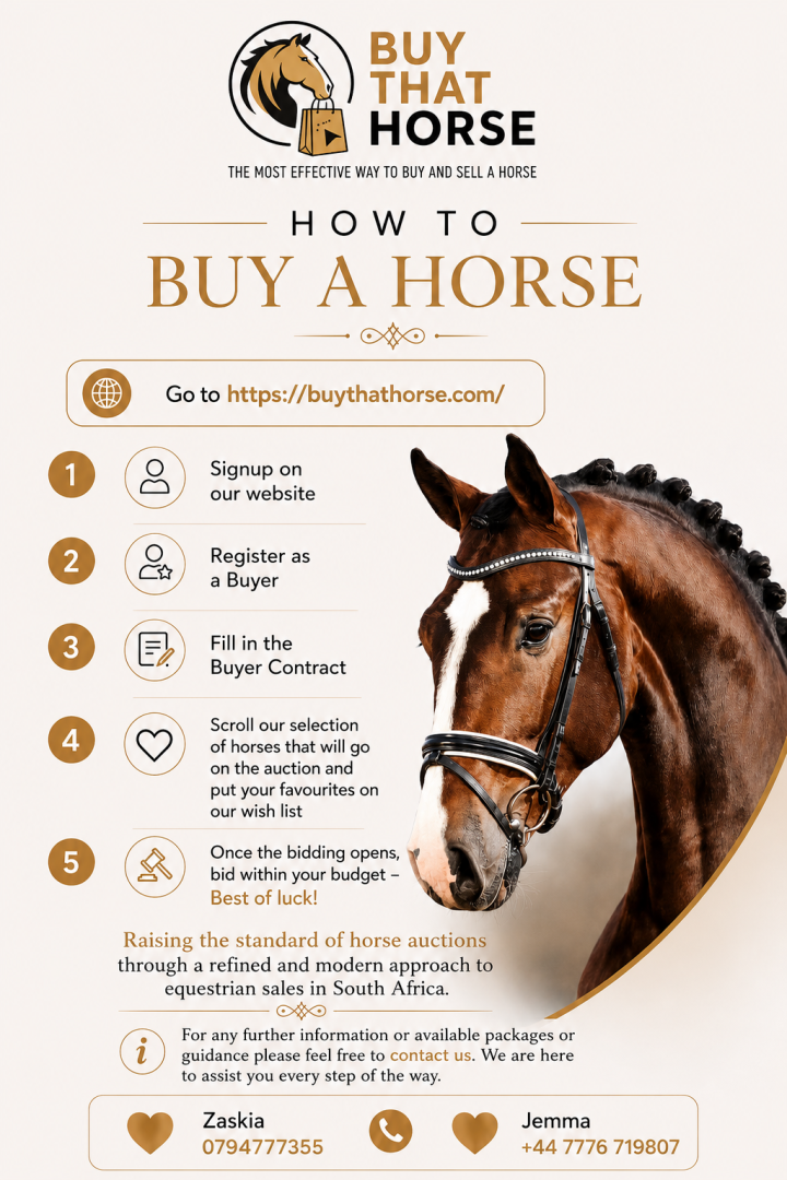 How to buy a horse